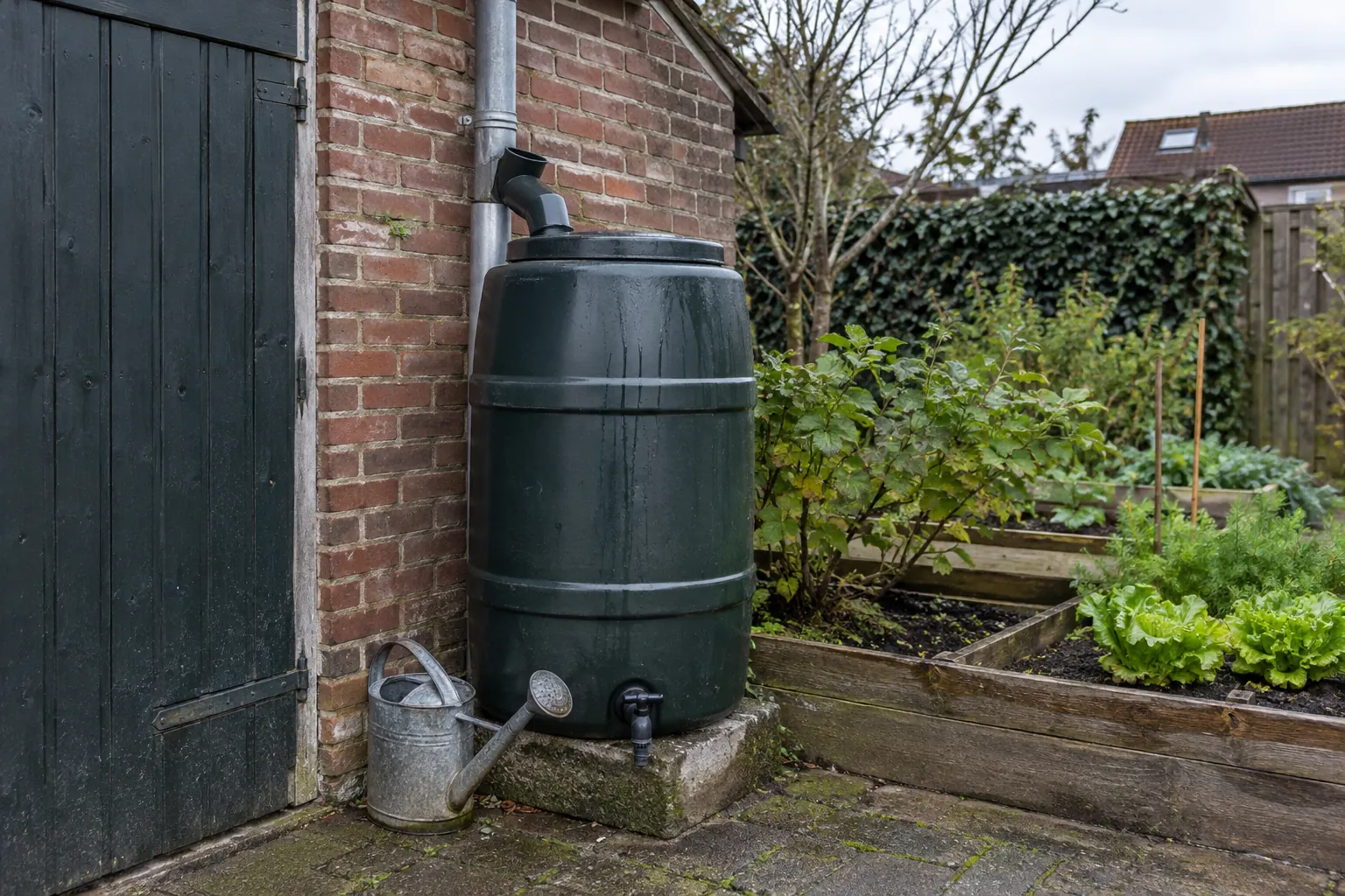 Groene regenton met kraan aan een regenpijp naast een schuurdeur, met een gieter en moestuinbakken